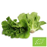 SAŁATA RZYMSKA MINI ŚWIEŻA BIO (POLSKA) (ok 0,2kg)