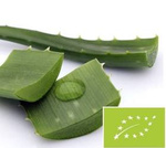 Aloe cosmetic BIO 1 kg – frunze proaspete