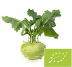 Varză proaspătă de kohlrabi bio (Polonia) (aproximativ 0,20 kg)