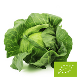 PACHET COLECTIV (kg) - WHITE KAPUSTA MŁODA ŚWIEŻA BIO (POLONIA) (aprox. 7 kg)